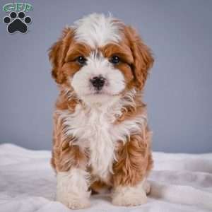 Teddy, Cavapoo Puppy